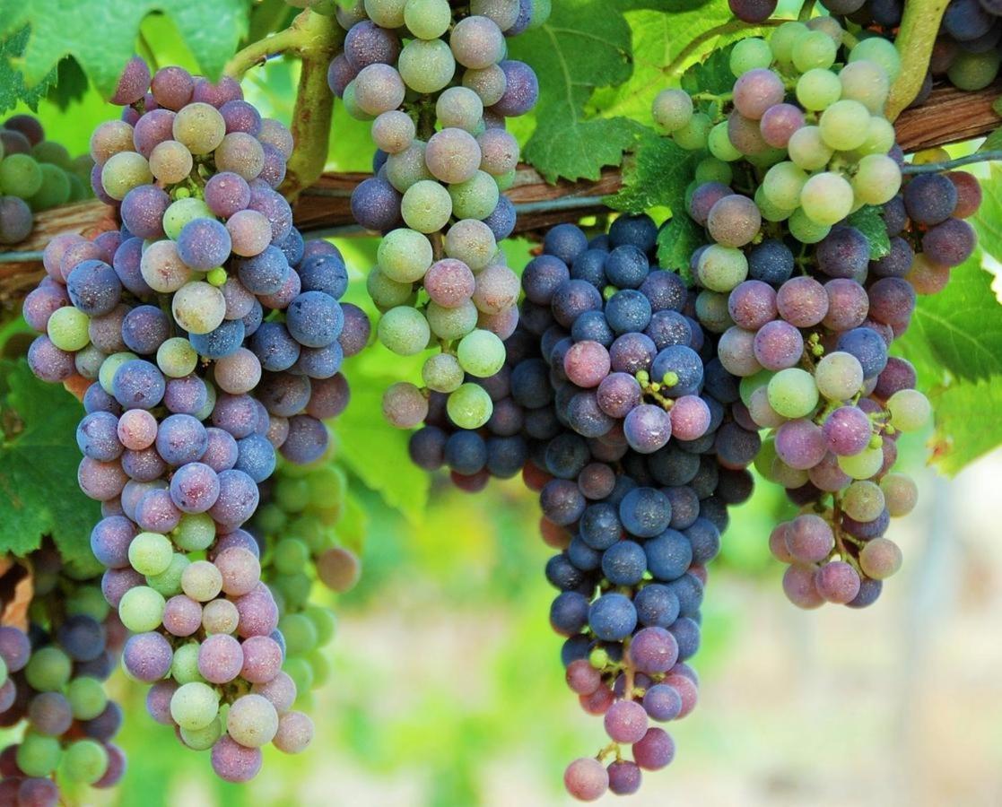 Maison Des Vignes Le Fleix Esterno foto